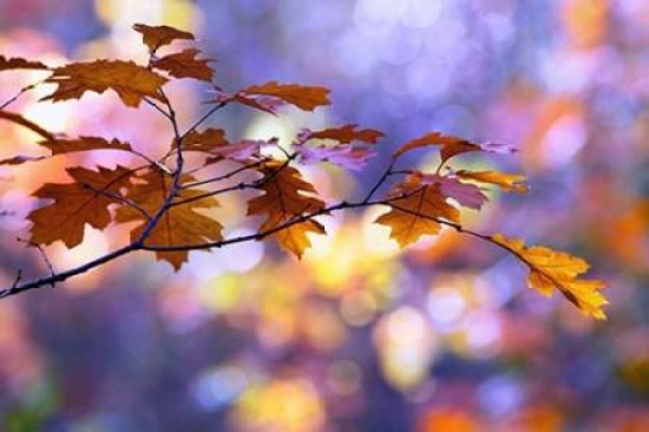 United Colors of Autumn Poster Print by Roeselien Raimond - Item # VARPDXR1112D